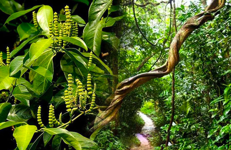 Cao đặc trị bệnh gout, viêm khớp dạng thấp, viêm đa khớp