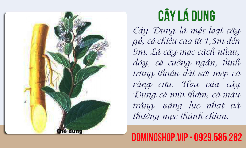 Cây dung thường ra hoa từ tháng 2 đến tháng 12 và kết quả được thu hoạch từ tháng 3 đến tháng 5 hàng năm