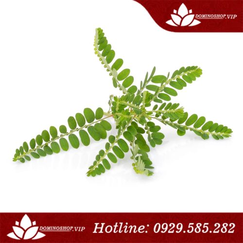 cao diệp hạ châu và những lợi ích sức khỏe bạn không ngờ tới