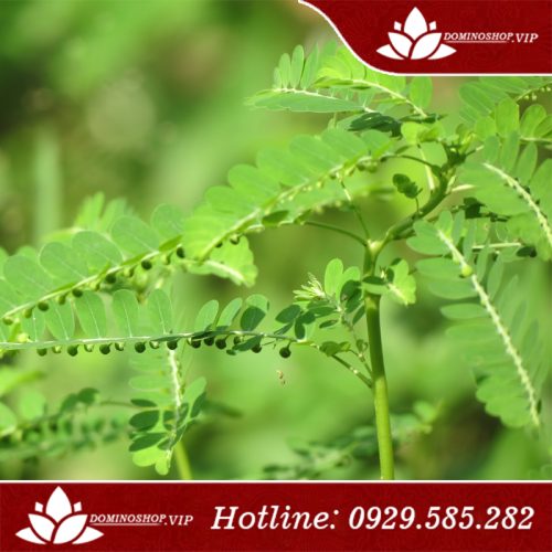 cao diệp hạ châu và những lợi ích sức khỏe bạn không ngờ tới