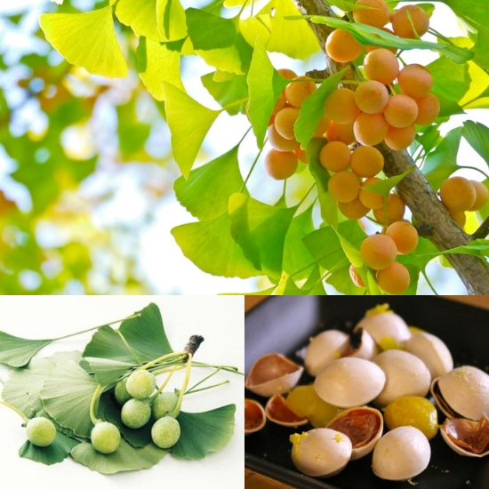 Cây Bạch Quả – Thần Dược Diệu Kỳ Cho Sức Khỏe Của Bạn