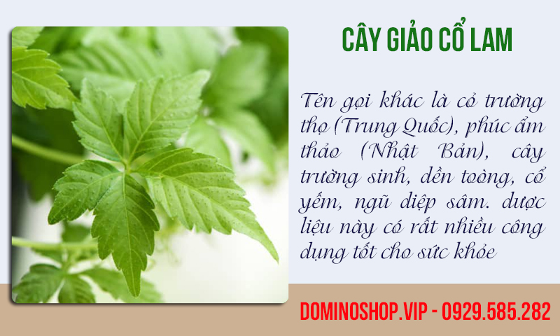 Cao giảo cổ lam, khắc tinh của bệnh ung thư, tiểu đường và mỡ máu