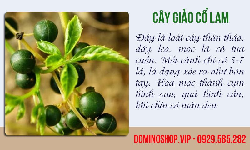 Cao giảo cổ lam, khắc tinh của bệnh ung thư, tiểu đường và mỡ máu