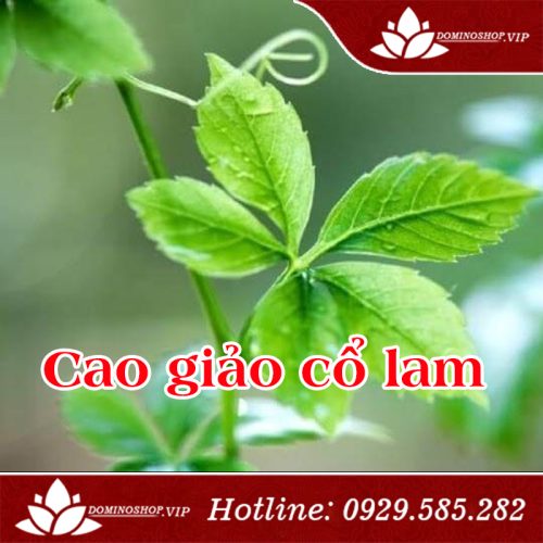 Cao giảo cổ lam, khắc tinh của bệnh ung thư, tiểu đường và mỡ máu