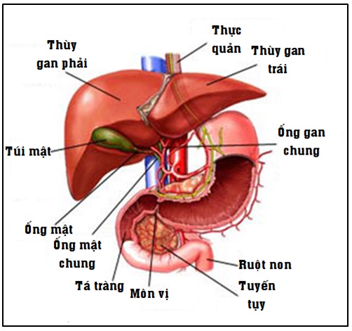 cấu tạo của gan