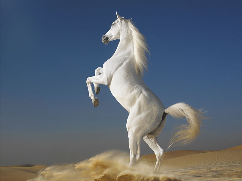 ngoài bộ lông có màu trắng, ngựa bạch còn có các lỗ tự nhiên như khóe miệng, lỗ mũi, hậu môn…màu hồng. Đặc biệt hơn, khi soi đèn vào mắt ngựa bạch, mắt sẽ đỏ rực như 2 hòn lửa.