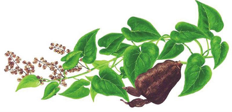 Hà thủ ô Fallopia multiflora (thunb) Haraldson, thuộc họ rau răm còn gọi là cây thủ ô, da giao đằng, dạ hợp
