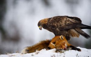 Người chết vì tiền tài, chim chết vì miếng ăn