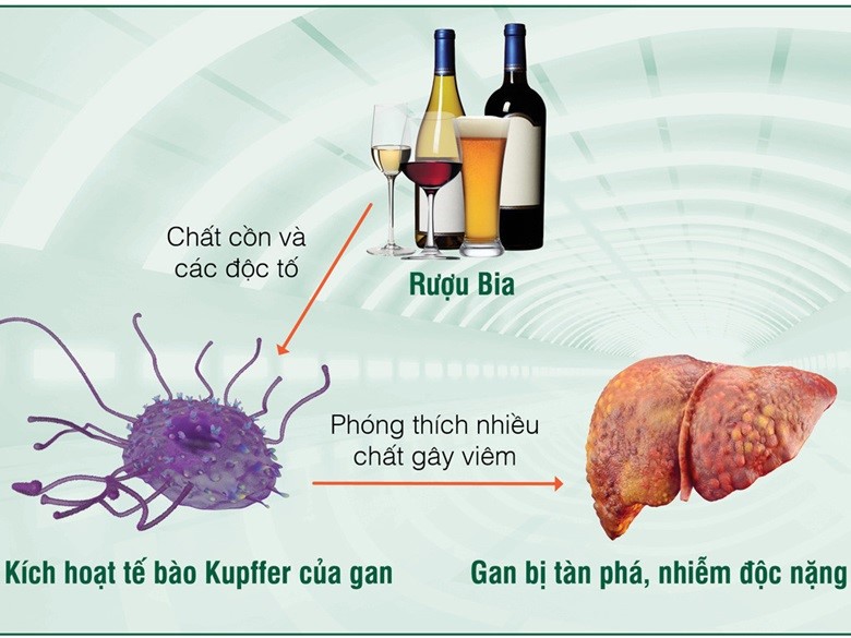 Khi uống rượu vượt quá khả năng đào thải của gan thì cực kỳ nguy hiểm