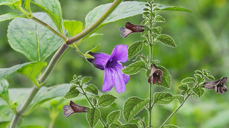 Các loại thảo dược trị bệnh gan, mật