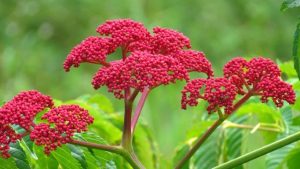 Cây gối hạc điều trị bệnh phong tê thấp, rong kinh