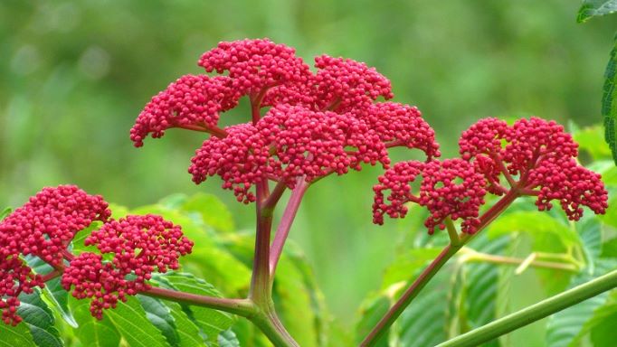 Cây gối hạc điều trị bệnh phong tê thấp, rong kinh