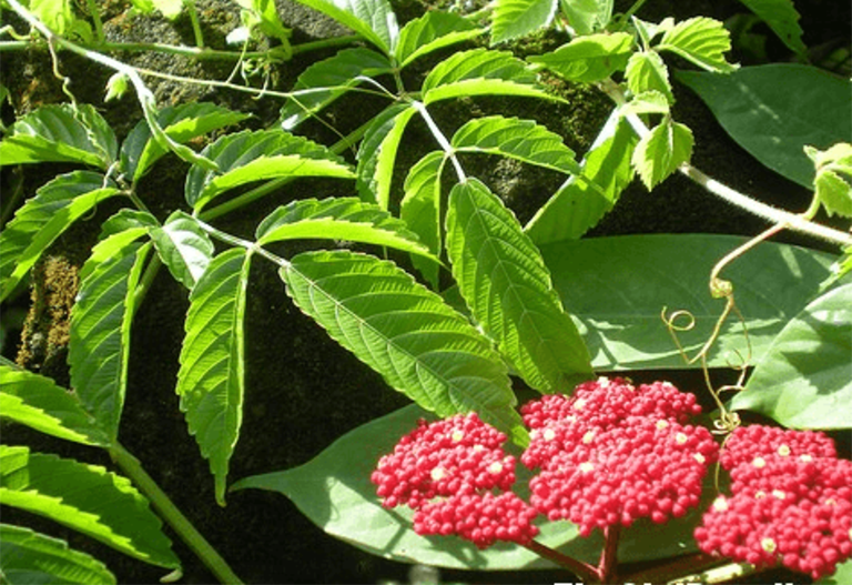 Cây gối hạc điều trị bệnh phong tê thấp, rong kinh