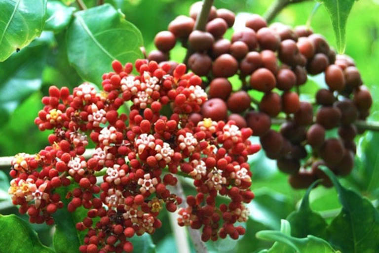 Cây gối hạc điều trị bệnh phong tê thấp, rong kinh