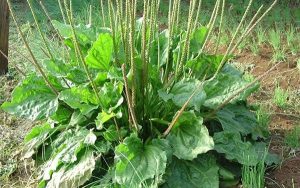 Cây mã đề nấu nước uống có tác dụng gì?