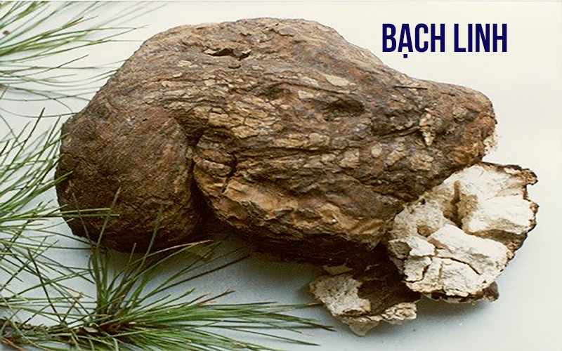 Bạch linh là vị thuốc nổi tiếng với tác dụng hạ đường huyết, thải độc gan, chống suy nhược cơ thể, điều trị tiêu chảy, đau bụng rất tốt. 