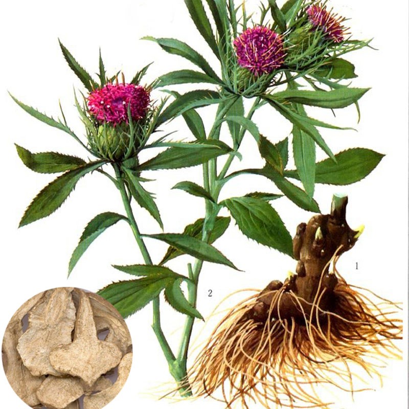 Vị thuốc bạch truật có màu trắng ngà, chắc, thơm nồng. Bạch truật có vị ngọt đắng, hơi cay, tính ôn.