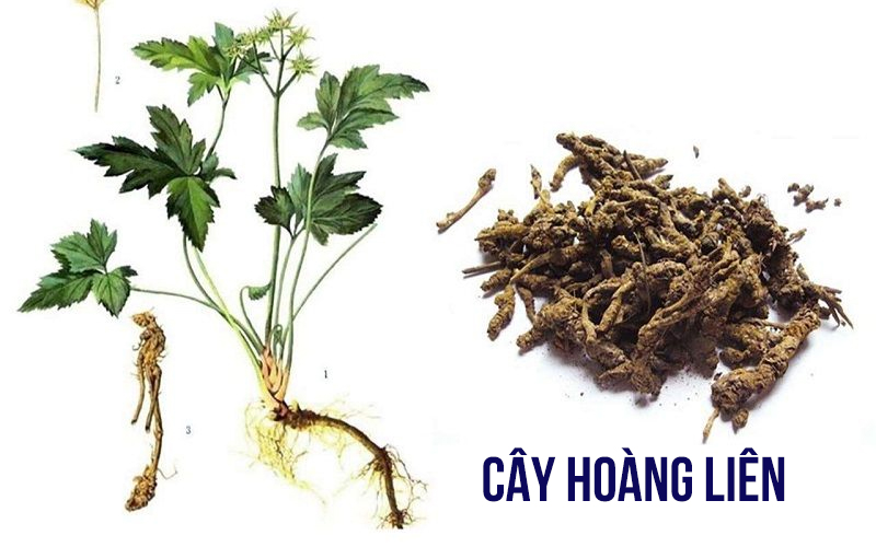 Cây hoàng liên là thảo dược được sử dụng trong rất nhiều bài thuốc điều trị bệnh của y học cổ truyền