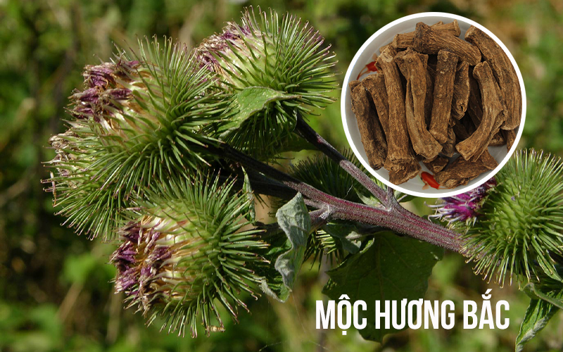 Mộc hương còn gọi là Vân mộc hương, Quảng mộc hương, Mộc hương bắc có tên khoa học Saussurea Lappa Clarke thuộc họ Cúc Asteraceae (Compositae)