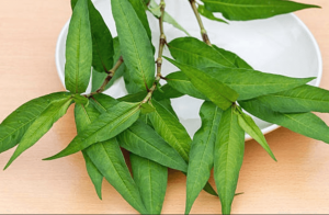 Những tác hại của rau răm