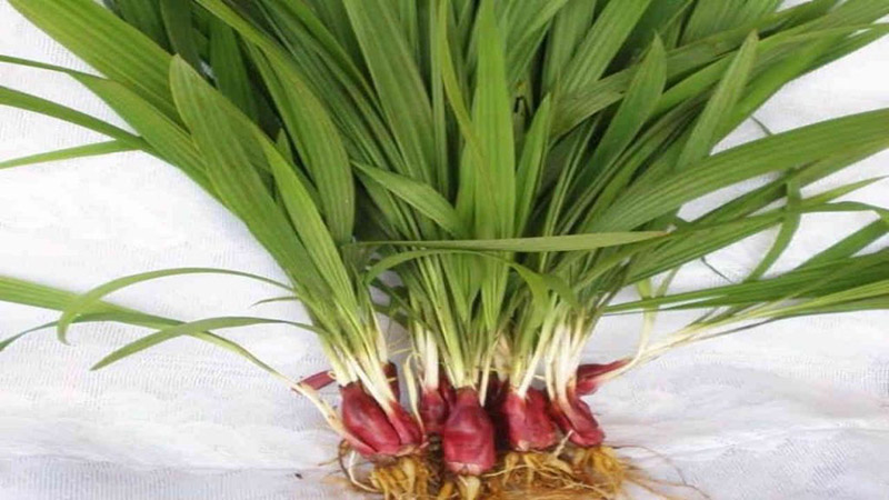 Sâm đại hành được ứng dụng trong điều trị bệnh lý bằng Y Học Cổ Truyền