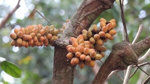 Cây gắm được thu hoạch trên rừng về được cắt lát và phơi khô, kết hợp với các vị thuốc bí truyền tạo thành loại cao gắm đặc trị bệnh gout