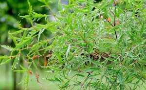 Vừa bổ vừa ngon nên dân gian thường kết hợp đinh lăng với thực phẩm để làm món ăn – bài thuốc.