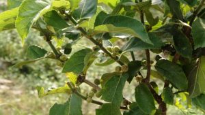 Bài thuốc Nam hiệu quả ít ai biết - cây ngái trị sỏi thận