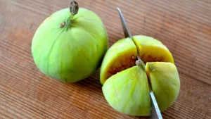 Cây sung là cây trồng phổ biến ở Việt Nam