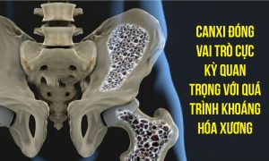 Canxi đóng vai trò cực kỳ quan trọng với quá trình khoáng hóa xương