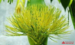 Trong Đông Y, hoa cau có vị ngọt, tính mát, bổ tim, gan, dạ dày , trị ho, thanh nhiệt , thông khí.