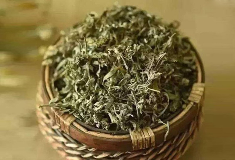 Vì sao lá ngải cứu phơi khô được ví như thần dược?