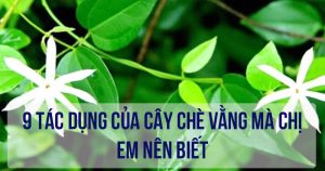 9 tác dụng của cây chè vằng mà chị em nên biết