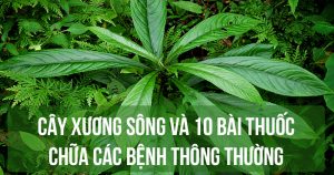 Cây xương sông và 10 bài thuốc chữa các bệnh thông thường
