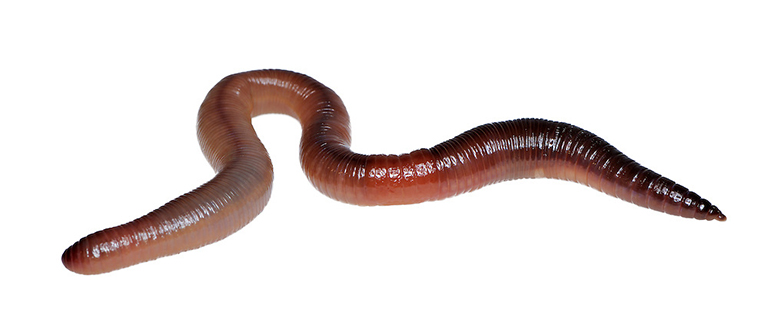 Những loài giun có đường kính nhỏ hơn 5mm và lớn hơn 10mm ít được dùng làm thuốc.