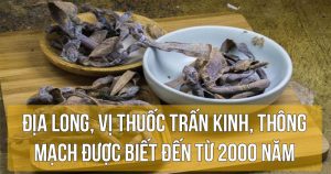 Địa long, vị thuốc trấn kinh, thông mạch được biết đến từ 2000 năm trước