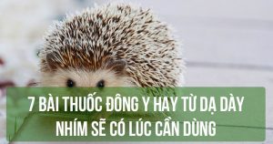 7 bài thuốc Đông y hay từ dạ dày nhím sẽ có lúc cần dùng