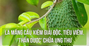 Lá mãng cầu xiêm giải độc, tiêu viêm, 'thần dược' chữa ung thư
