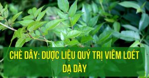Cao chè dây có thể hỗ trợ việc điều trị tình trạng đau dạ dày