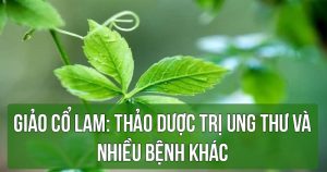 Giảo cổ lam: Thảo dược trị ung thư và nhiều bệnh khác