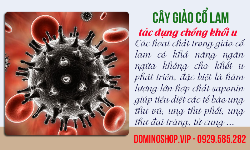 Giảo cổ lam có tác dụng chống khối u và các tế bào ung thư
