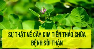 Những bài thuốc kim tiền thảo trị bệnh sỏi thận