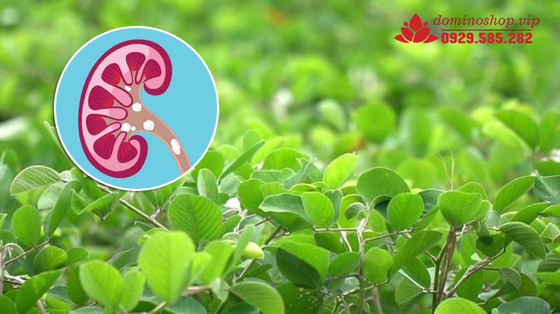 Trong y học phương Đông, Kim tiền thảo luôn được sử dụng rộng rãi trong điều trị sỏi thận