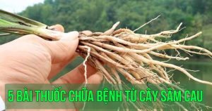 5 bài thuốc chữa bệnh từ cây sâm cau