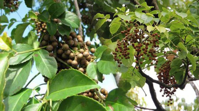 Cây nhội không chỉ trồng để lấy bóng mát, lá của nó cũng có thể dùng để ăn và làm thuốc chữa bệnh.