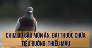 chim-bo-cau-mon-an-bai-thuoc-chua-tieu-duong-thieu-mau