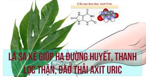 Lá sa kê giúp hạ đường huyết, thanh lọc thận, đào thải axit uric
