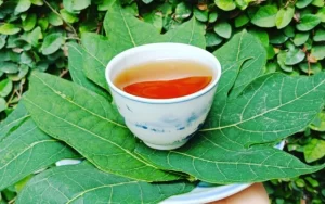 Lá đu đủ là một bộ phận của cây đu đủ, có tên khoa học là Folium Carica Papaya L