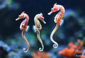 Cá ngựa, công dụng cách dùng và những điều cần lưu ý