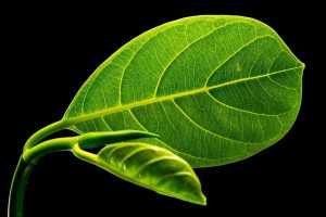 Lá mít có nhiều tác dụng trong phòng và chữa bệnh